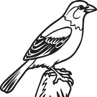 Sparrow coloring pages. Sparrow bird outline for coloring book vector