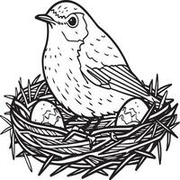 Robin coloring pages. Robin bird outline for coloring book vector