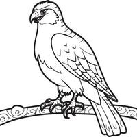 Hawk coloring pages. Hawk bird outline for coloring book vector