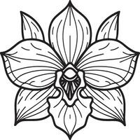 Orchid flower coloring pages. Orchid flower outline for coloring book vector