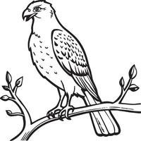 Hawk coloring pages. Hawk bird outline for coloring book vector