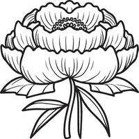 Peony coloring pages. Peony flower outline for coloring book vector