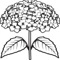 Hydrangea coloring pages. Hydrangea flower outline for coloring book vector