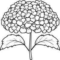 Hydrangea coloring pages. Hydrangea flower outline for coloring book vector