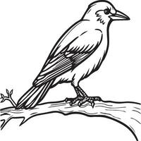 Crow coloring pages. Crow bird outline for coloring book vector