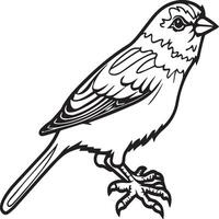 Sparrow coloring pages. Sparrow bird outline for coloring book vector