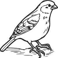 Sparrow coloring pages. Sparrow bird outline for coloring book vector