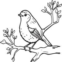 Robin coloring pages. Robin bird outline for coloring book vector