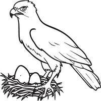 Hawk coloring pages. Hawk bird outline for coloring book vector