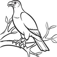 Hawk coloring pages. Hawk bird outline for coloring book vector