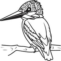 Kingfisher coloring page. A black and white drawing of kingfisher vector