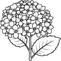 Hydrangea coloring pages. Hydrangea flower outline for coloring book vector