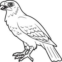 Hawk coloring pages. Hawk bird outline for coloring book vector