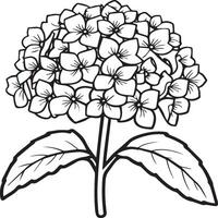 hortensia colorante paginas hortensia flor contorno para colorante libro vector