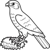 Falcon coloring pages. Falcon bird outline for coloring book vector