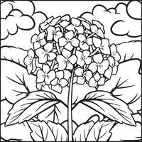 Hydrangea coloring pages. Hydrangea flower outline for coloring book vector