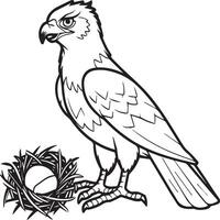 Hawk coloring pages. Hawk bird outline for coloring book vector