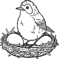 Robin coloring pages. Robin bird outline for coloring book vector