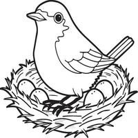 Robin coloring pages. Robin bird outline for coloring book vector