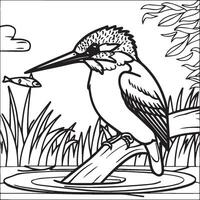 Kingfisher coloring page. A black and white drawing of kingfisher vector