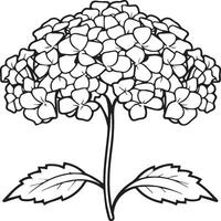 hortensia colorante paginas hortensia flor contorno para colorante libro vector