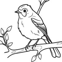 Robin coloring pages. Robin bird outline for coloring book vector