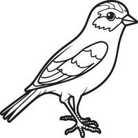 Sparrow coloring pages. Sparrow bird outline for coloring book vector