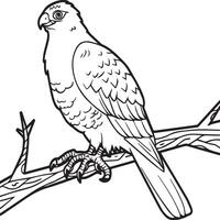 Hawk coloring pages. Hawk bird outline for coloring book vector