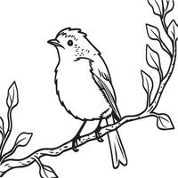 Robin coloring pages. Robin bird outline for coloring book vector