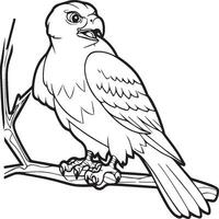 Hawk coloring pages. Hawk bird outline for coloring book vector