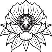 Peony coloring pages. Peony flower outline for coloring book vector