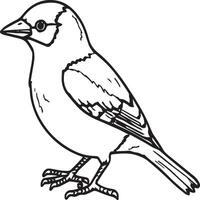 Sparrow coloring pages. Sparrow bird outline for coloring book vector