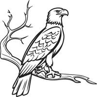 Eagle coloring pages. Eagle bird outline for coloring book vector