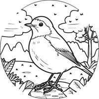 Robin coloring pages. Robin bird outline for coloring book vector