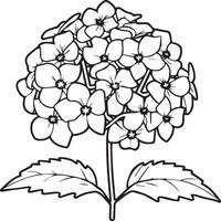 Hydrangea coloring pages. Hydrangea flower outline for coloring book vector