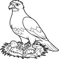 Hawk coloring pages. Hawk bird outline for coloring book vector