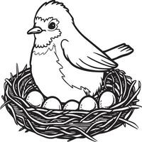 Robin coloring pages. Robin bird outline for coloring book vector