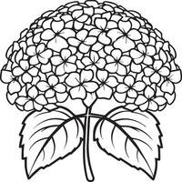 Hydrangea coloring pages. Hydrangea flower outline for coloring book vector