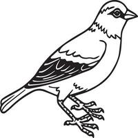 Sparrow coloring pages. Sparrow bird outline for coloring book vector