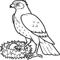 Hawk coloring pages. Hawk bird outline for coloring book vector