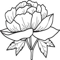 Peony coloring pages. Peony flower outline for coloring book vector