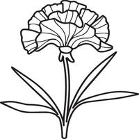 Carnation flower coloring pages. Carnation flower outline vector
