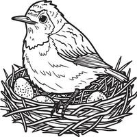 Robin coloring pages. Robin bird outline for coloring book vector