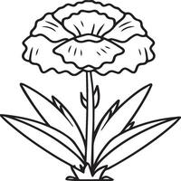 Carnation flower coloring pages. Carnation flower outline vector