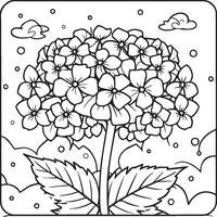 Hydrangea coloring pages. Hydrangea flower outline for coloring book vector