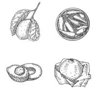 Retro hand drawn engraved drawings of fruits and vegetables. Lemon, chili peppers, avocado and pomegranate. Detailed vegetarian sketch. Great for label, poster, print, menu vector