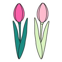 Set of 2 tulips flower in trendy bright and pale marker shades. Design elements for card or greeting vector