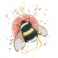 Bumblebee with a round piece of grapefruit, splashes of juice and ribbons. Watercolor illustration. For the design and decoration of postcards, posters, menus, logos, stickers, prints. vector