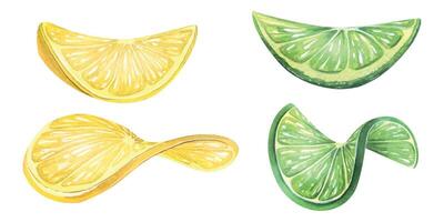 Lemon and lime slices. Watercolor illustration. A small set of isolated objects on a white background from the SHRIMP collection. For decoration, design and compositions of menus, recipes. vector