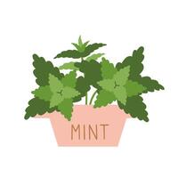 Mint in a pot, cartoon style. Trendy modern illustration isolated on white background, hand drawn, flat design vector